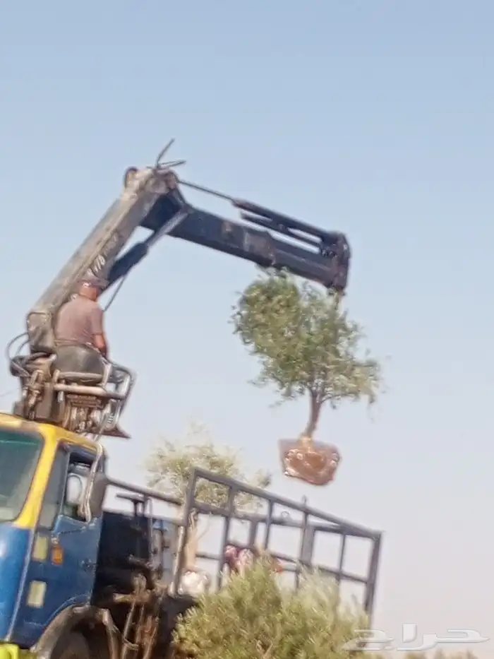 يوجد لدينا جميع انواع الزيتون المثمر لتواصل علا 1
