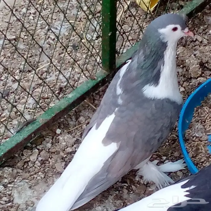 عشه حمام لاهوري تم البيع 4