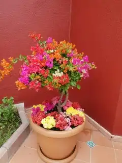 كل ما يخص الحدائق الزراعيه طبيعي وشبكات الري قص نخيل قص واشج 0