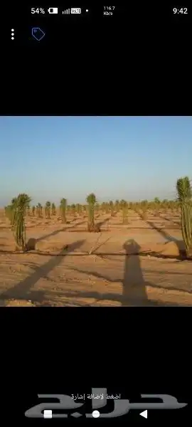 1-زرعه انخيل بجميع انوعه عربي ووشنطونياء مع صيانه وانظافه 8