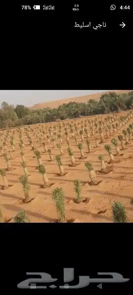 1-زرعه انخيل بجميع انوعه عربي ووشنطونياء مع صيانه وانظافه 7