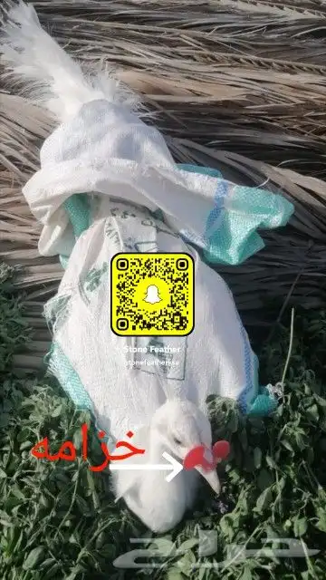 خزامة نظارة انف للطيور الداجنة 0