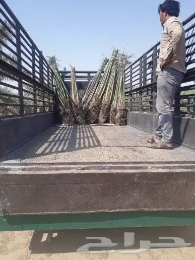 1-زرعه انخيل بجميع انوعه عربي ووشنطونياء مع صيانه وانظافه 3