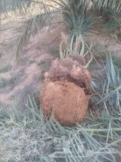 1-زرعه انخيل بجميع انوعه عربي ووشنطونياء مع صيانه وانظافه 0