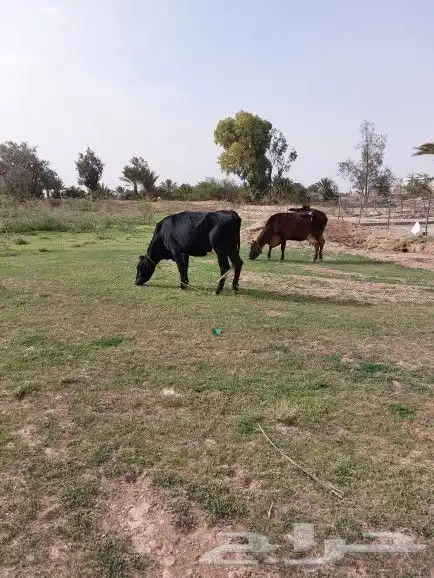 زبد وسمن بقر ذمه وامانه 5