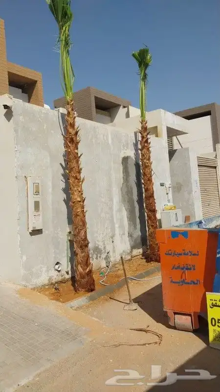 نخل زينه واشنطني 0