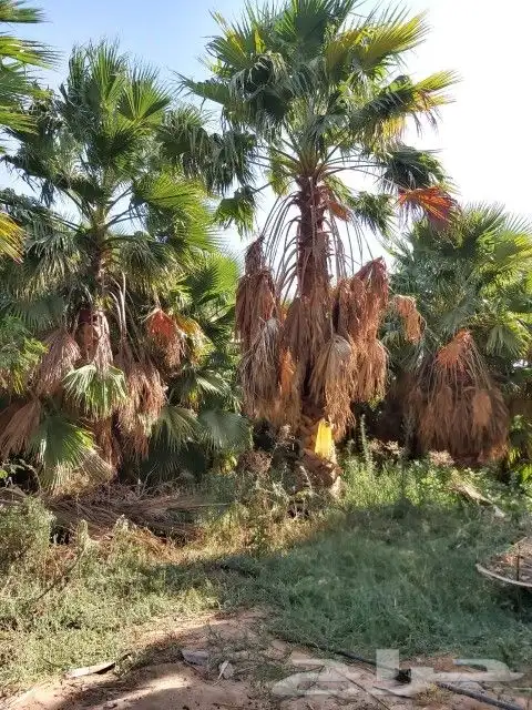 1-زرعه انخيل بجميع انوعه عربي ووشنطونياء مع صيانه وانظافه 5