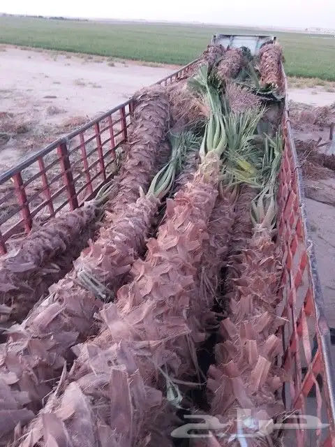 1-زرعه انخيل بجميع انوعه عربي ووشنطونياء مع صيانه وانظافه 6