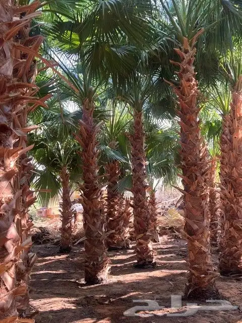 يوجد لدينا جميع انواع انخيل 6