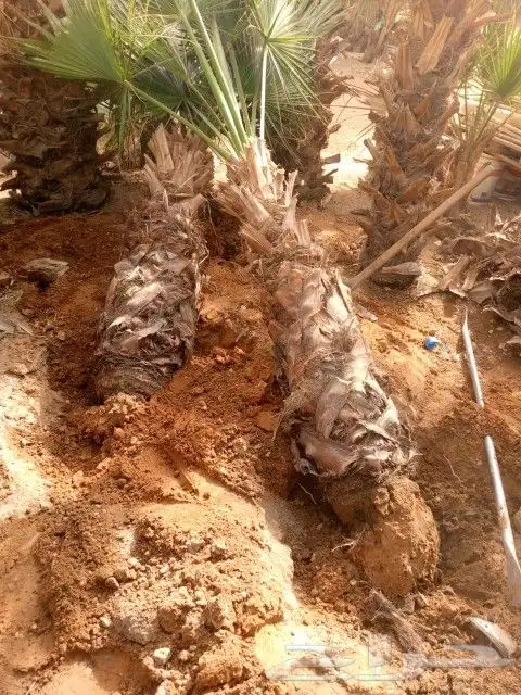 يوجد لدينا جميع انواع انخيل 7