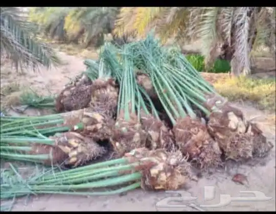 1-زرعه انخيل بجميع انوعه عربي ووشنطونياء مع صيانه وانظافه 1