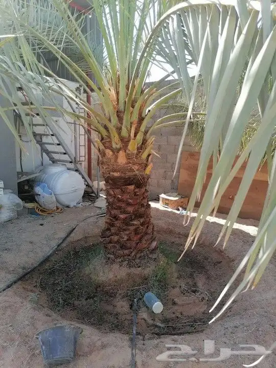 يوجد لدينا جميع انواع انخيل 2