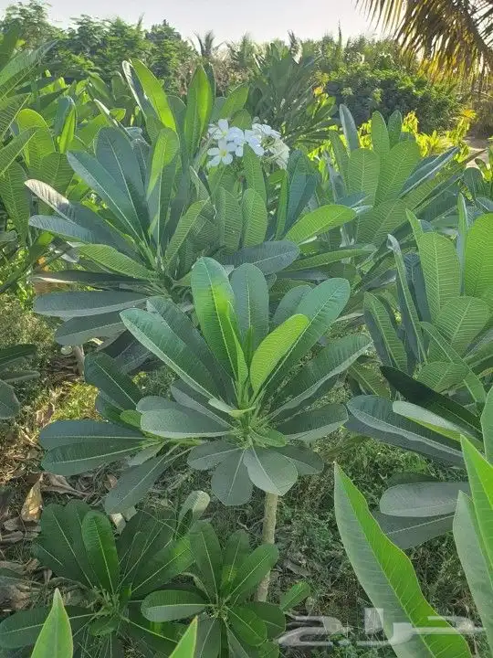 كل ما يخص الحدائق الزراعيه طبيعي وشبكات الري قص نخيل قص واشج 3