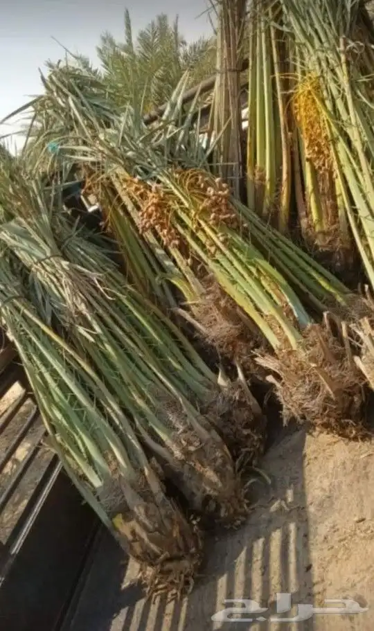 1-زرعه انخيل بجميع انوعه عربي ووشنطونياء مع صيانه وانظافه 4