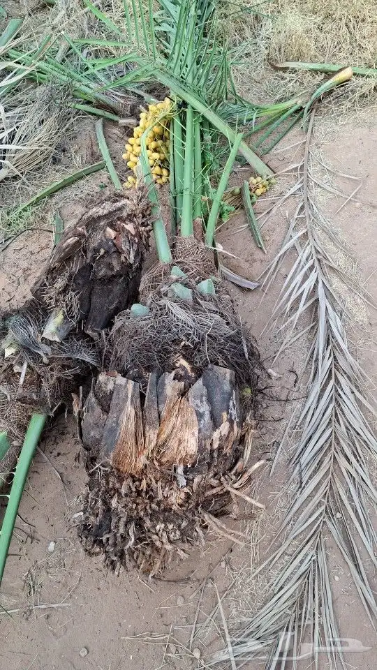 نخل للبيع 3