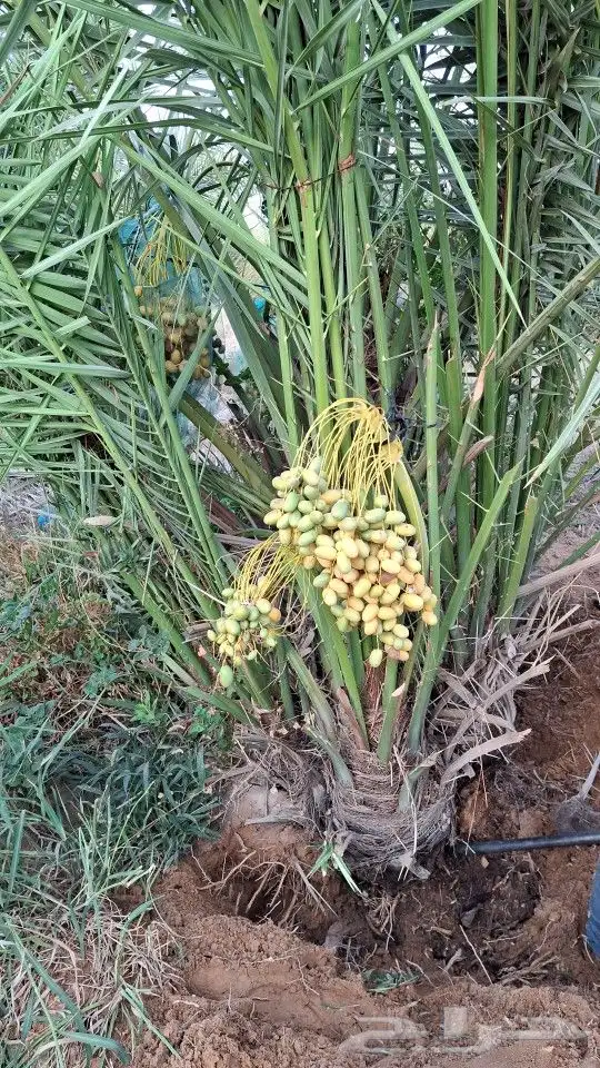 نخل للبيع 5