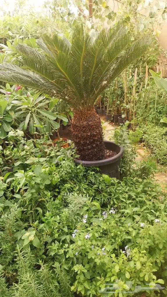 كل ما يخص الحدائق الزراعيه طبيعي وشبكات الري قص نخيل قص واشج 1