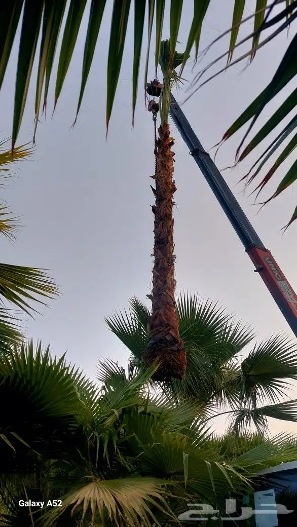 نخل زينه واشنطني 1