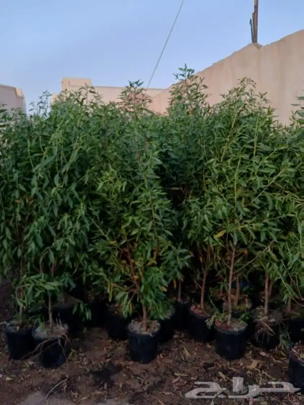 كل ما يخص الحدائق الزراعيه طبيعي وشبكات الري قص نخيل قص واشج 8