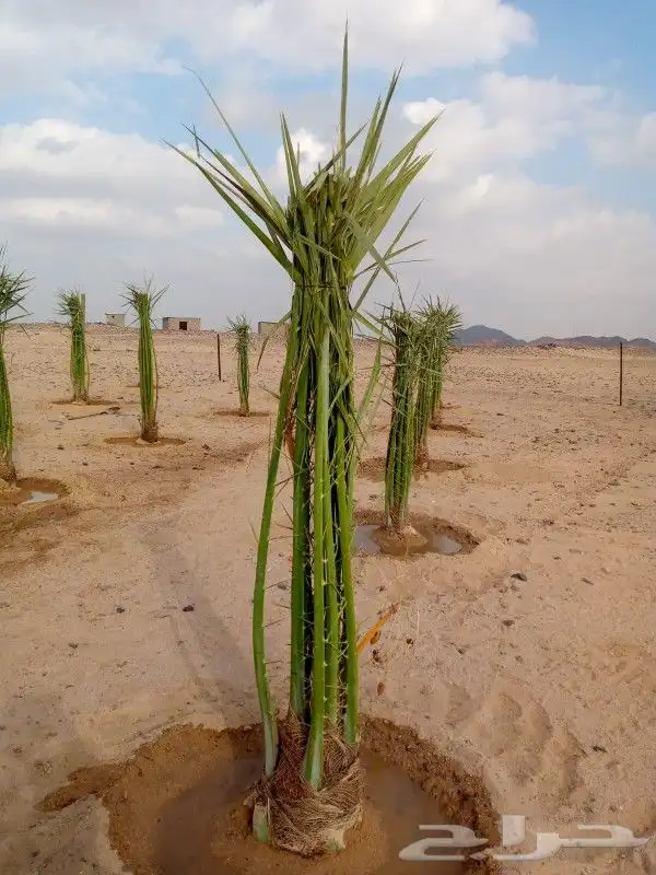 يوجد لدينا جميع انواع انخيل 5
