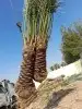 نخل مثمر للبيع 0