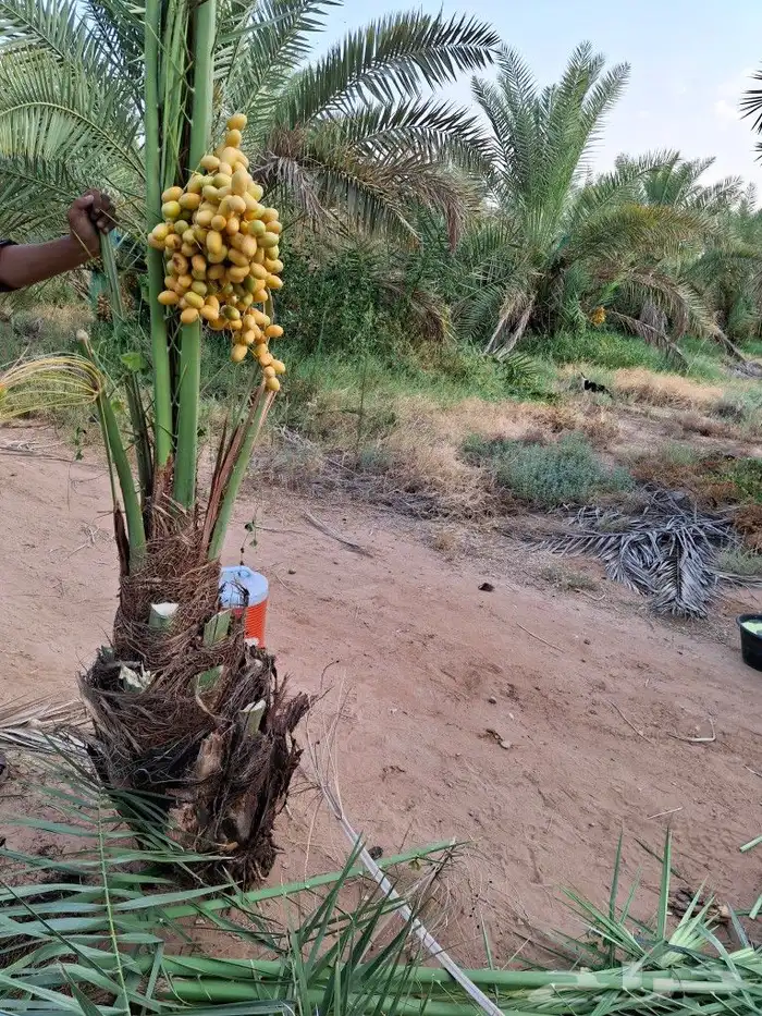 نخل للبيع 7