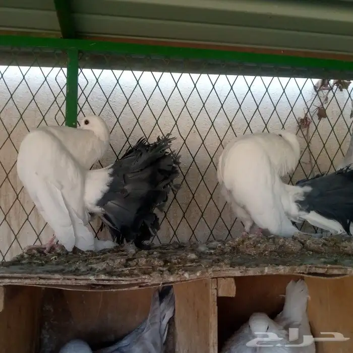 تشكيله حمام زينه تم البيع 2