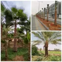 نقوم بتركيب جميع انواع الشبوك واسياجات المزارع والأرض الحكوم 3