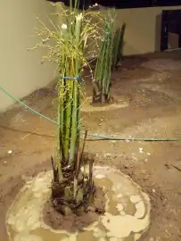 لتوريد النخل العربي والواشنطني والسياجات بجميع انواعها 0