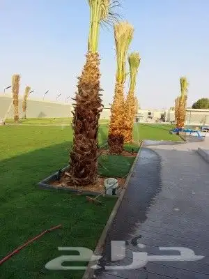 تنسيق حدائق شلالات نوفير مظلات ثيل طبيعي 11