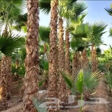 عرض 50  على الزراعه والنخيل وتنسيق اليوم الوطني السعود 0