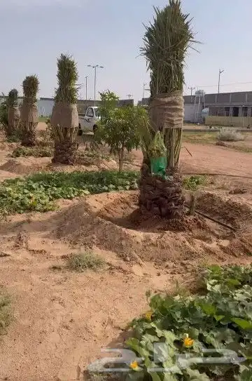 يوجد لدينا جميع انواع النخيل العربي المثمر 3