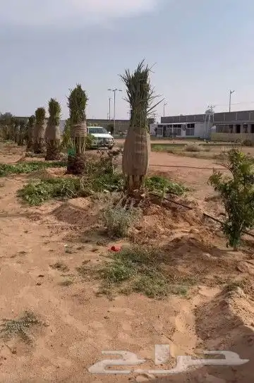 يوجد لدينا جميع انواع النخيل العربي المثمر 4