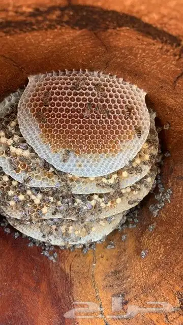 عسل بلدي ومستورد زيت زيتون سمسم نارجيل قهوة حناء ورق سدر 27