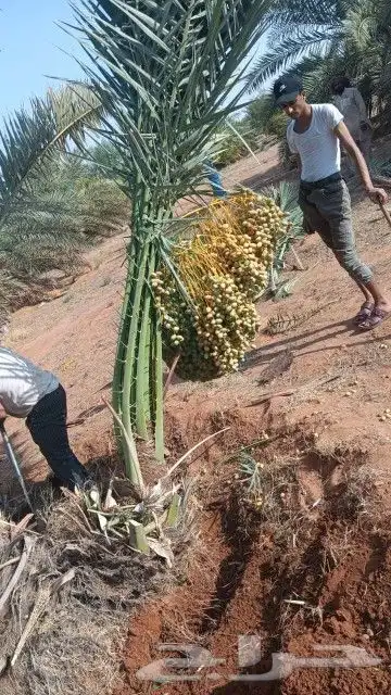يوجد لدينا جميع انواع النخيل العربي المثمر 6