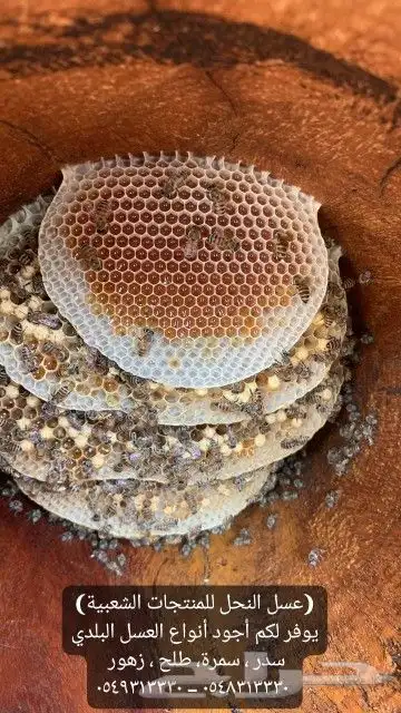 عسل بلدي ومستورد زيت زيتون سمسم نارجيل قهوة حناء ورق سدر 12