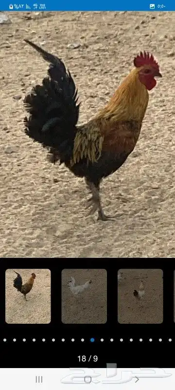 ديوك 0