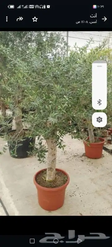 ابوعلي لتوريد أشجار ازيتون 6