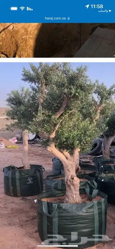ابوعلي لتوريد أشجار ازيتون 2