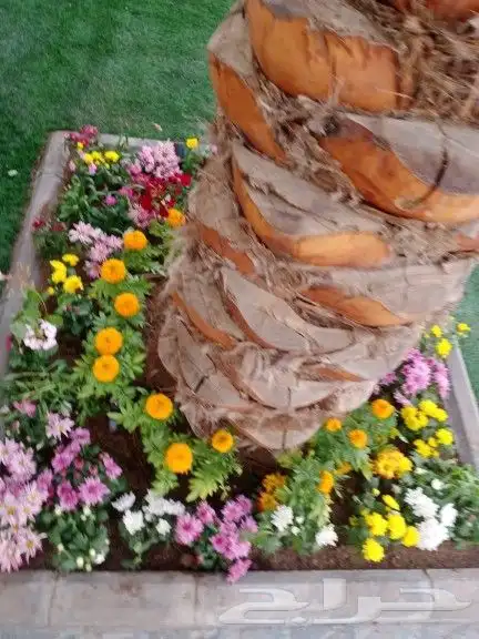 عرض 50  على الزراعه والنخيل وتنسيق اليوم الوطني السعود 3