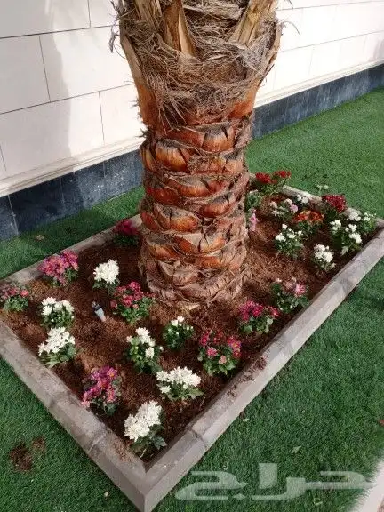 عرض 50  على الزراعه والنخيل وتنسيق اليوم الوطني السعود 5