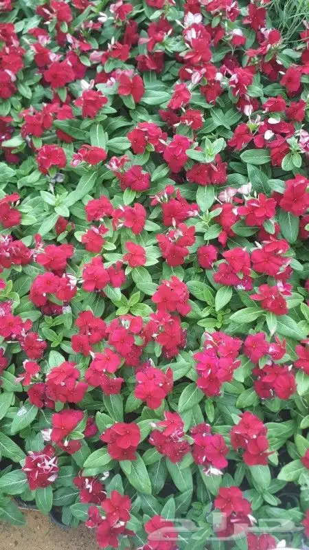 تنسيق حدائق شلالات نوفير مظلات ثيل طبيعي 1