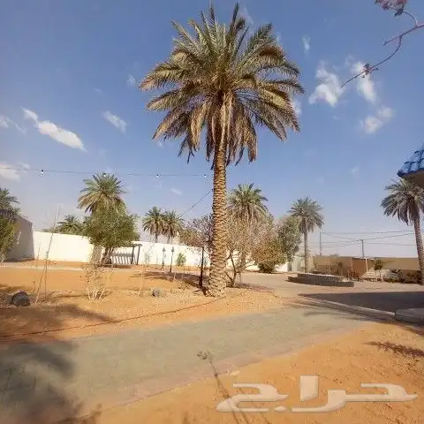 نخيل مثمرة 6