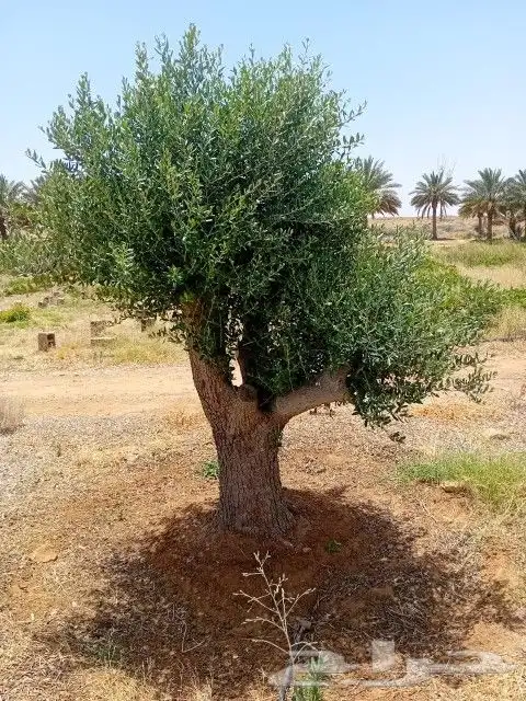 ابوعلي لتوريد أشجار ازيتون 4
