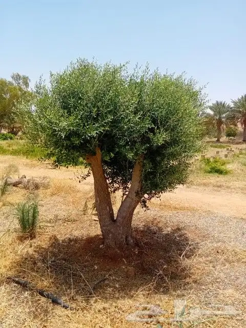 ابوعلي لتوريد أشجار ازيتون 3