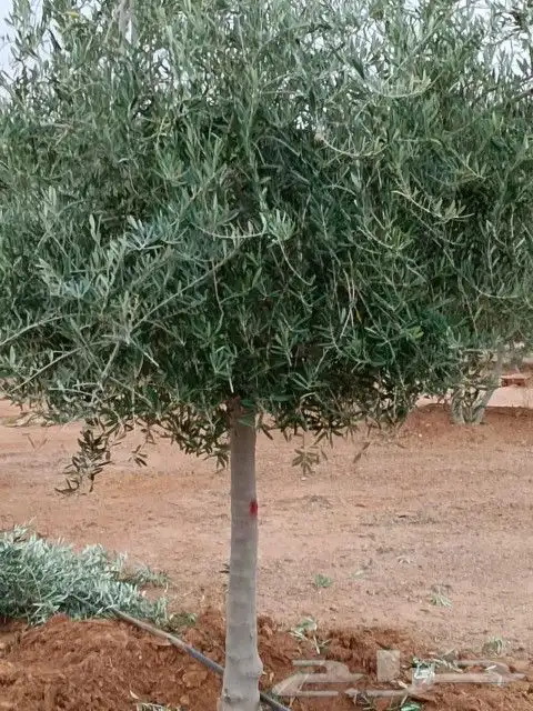 ابوعلي لتوريد أشجار ازيتون 0