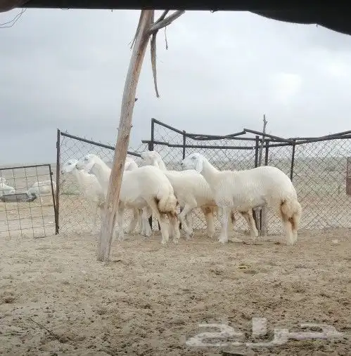 رخال حريه تم البيع 5
