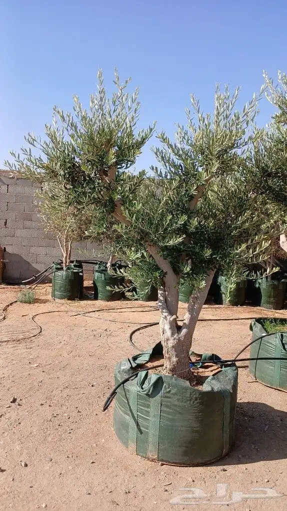 ابوعلي لتوريد أشجار ازيتون 1