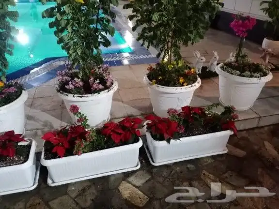 عرض 50  على الزراعه والنخيل وتنسيق اليوم الوطني السعود 6