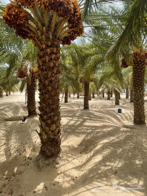 نخيل مثمرة 4